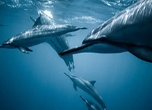 【直播】一诺看AG零封DYG：今天都在发挥，都在争MVP啊